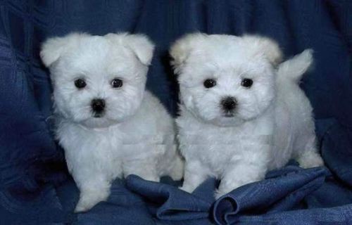 Maltese toy cuccioli in vendita