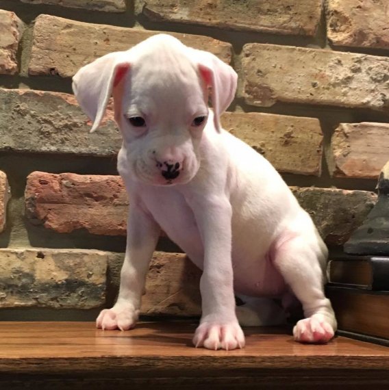  REGALO Estremamente carino cuccioli di boxer REGALO Estremamente carino cuccioli di boxer