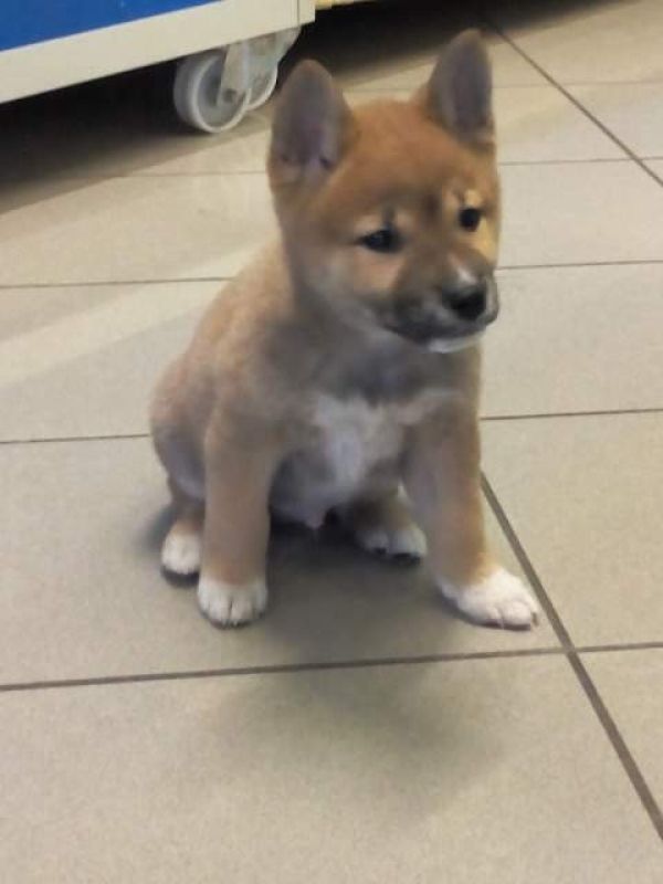 Shiba Inu