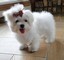 Cuccioli di Maltese toy femminucce e maschietti