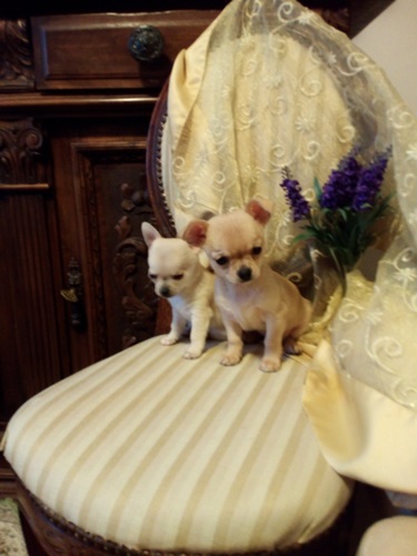 Chihuahua stupendi meravigliosi cuccioli privato vende