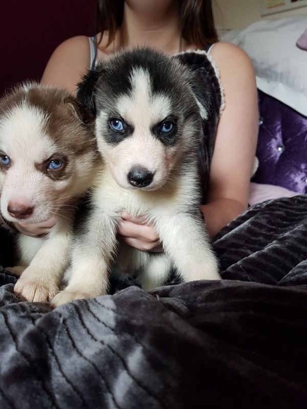 Cuccioli di Husky siberiano