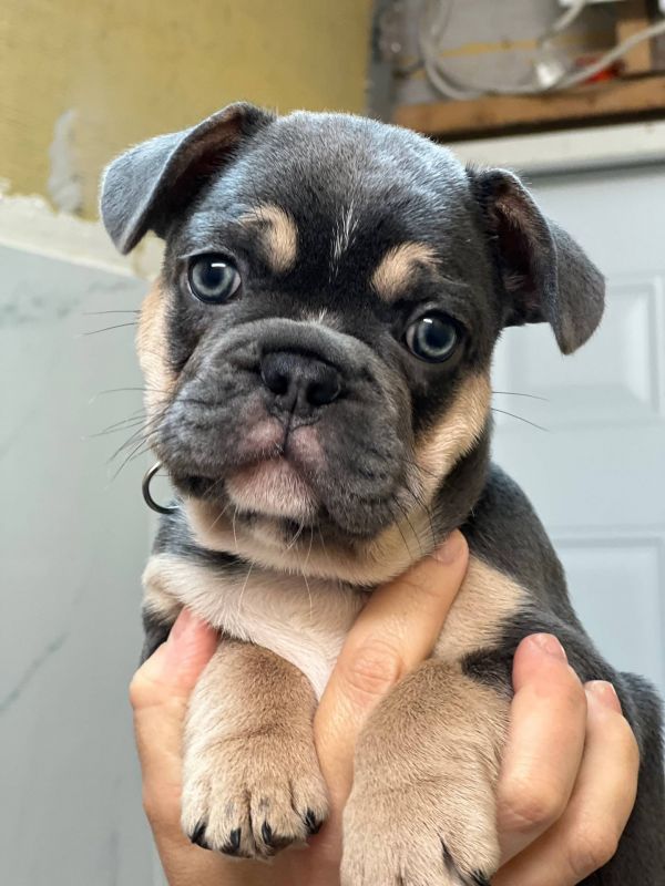 Disponibili splendidi cuccioli di bulldog francese E-MAIL  (marieiris783@gmail.com)    Splendidi cuc