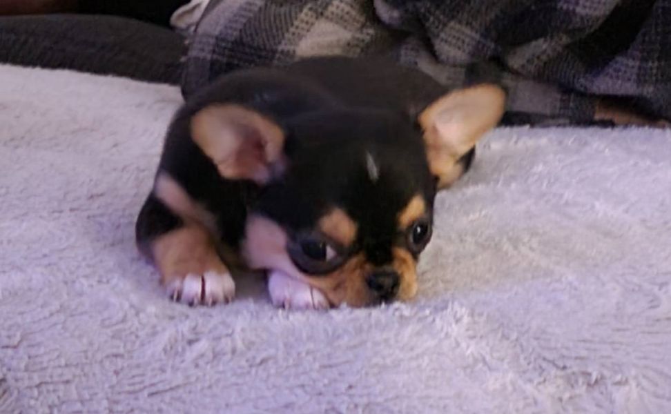 Chihuahua cuccioli introvabili cuccioli di Chihuahua  (marieiris783@gmail.com) Chihuahua cuccioli in