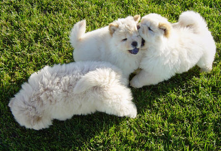 Molto bella e sani cuccioli di CHOW  CHOW per adozione maschi e femmine disponibili (gratis)