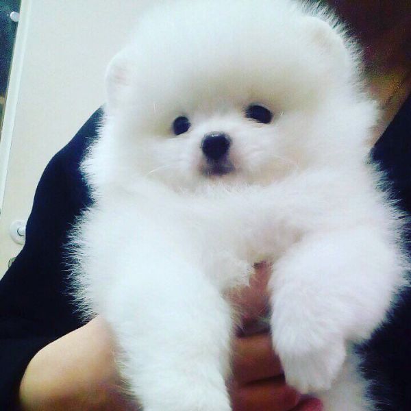 Regalo Volpini cuccioli di pomerania Piccoli