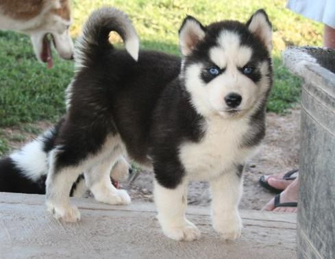  cuccioli di Sibarian husky  per adozione ( regalo  )