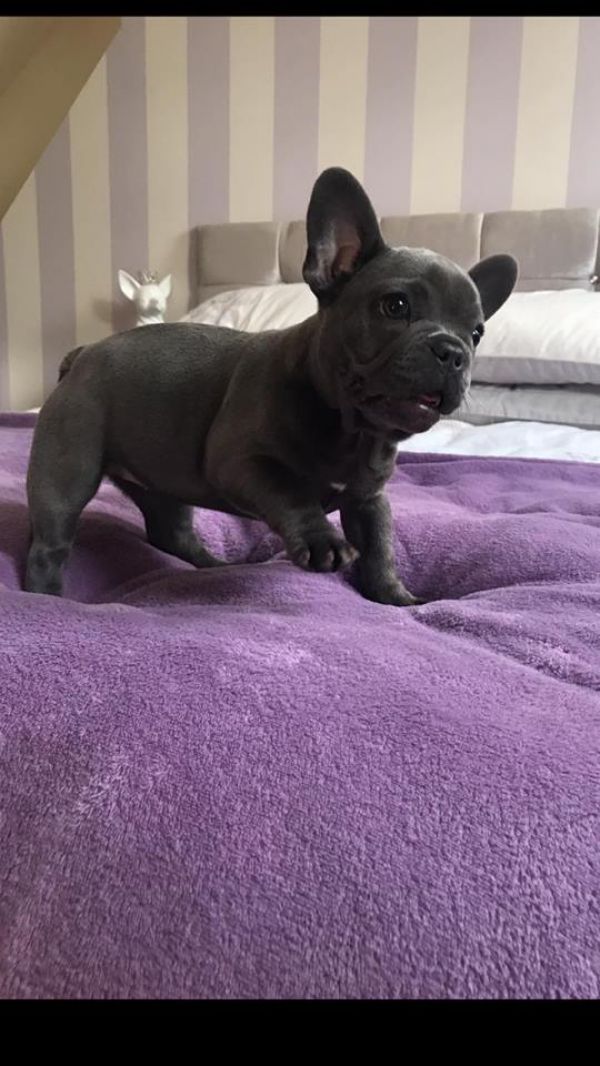 Molto bella e sani cuccioli di bulldog francese per adozione  