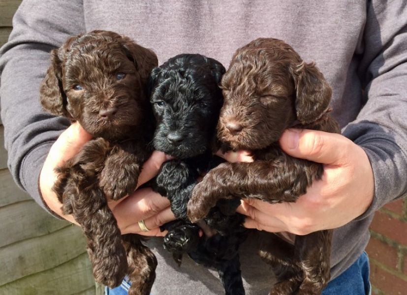 Regalo abbiamo cuccioli di Barboncino in miniatura