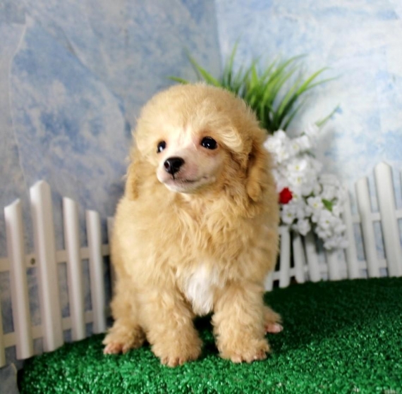 Regalo abbiamo cuccioli di barboncino