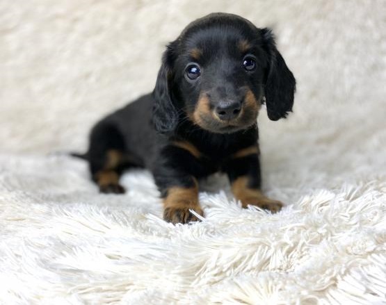 Bassotti cuccioli