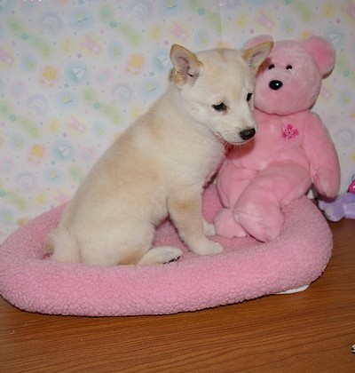  regalo cuccioli di Shiba Inu disponibili per l'adozione