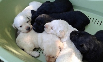 Cuccioli di labrador retriever
