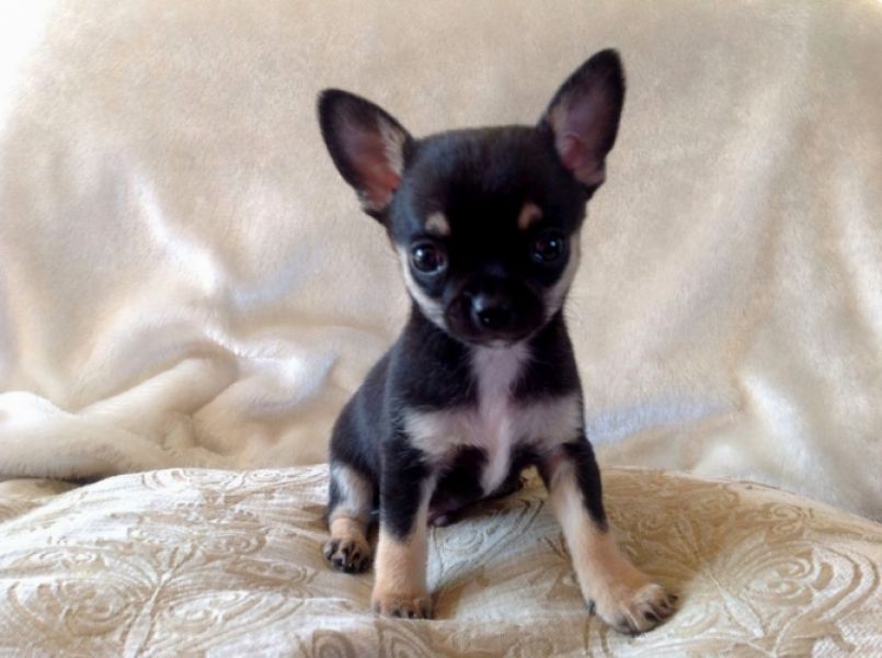 Cucciolo di Chihuahua in vendita