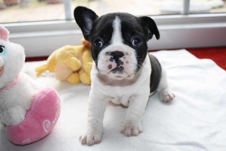 Molto bella e sani cuccioli di bulldog francese per adozione  