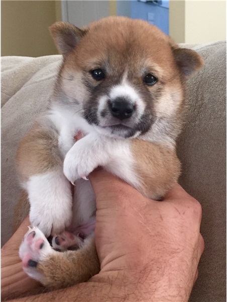 Regalo Cuccioli di Shiba inu  in pronta consegna i cuccioli verranno Dato dopo 90 giorni dalla nasci