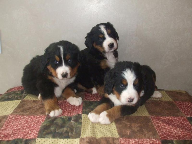 Regalo belissimi cuccioli bovaro del bernese 