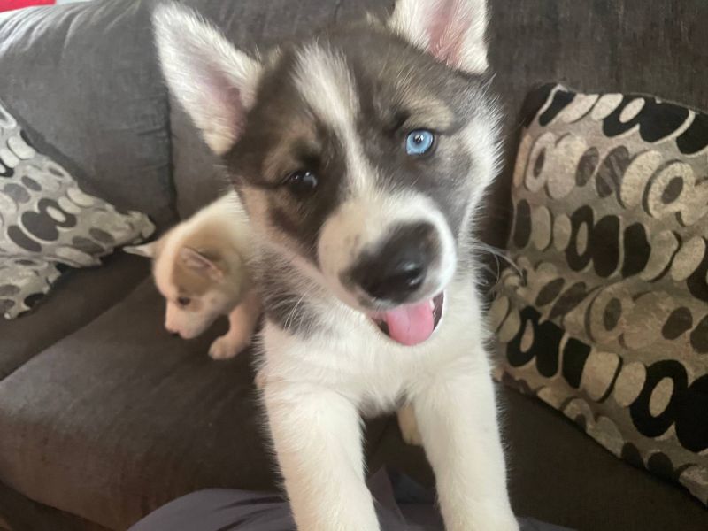 Regalo cuccioli Siberian Husky Maschio e Femmina E-MAIL  (marieiris783@gmail.com) Grazi  Regalo cucc