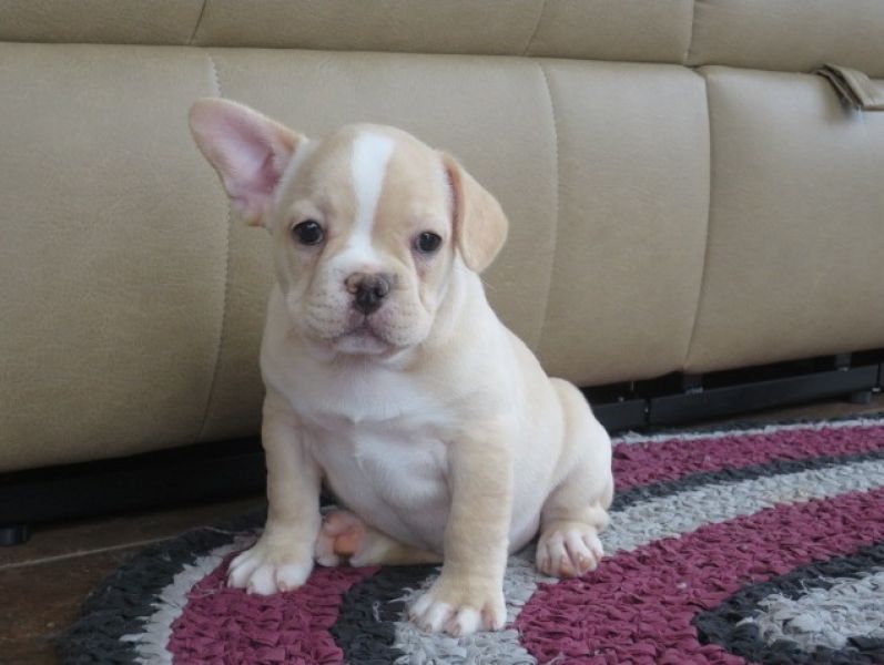 Regalo Cuccioli di Cane a Bulldog Francese