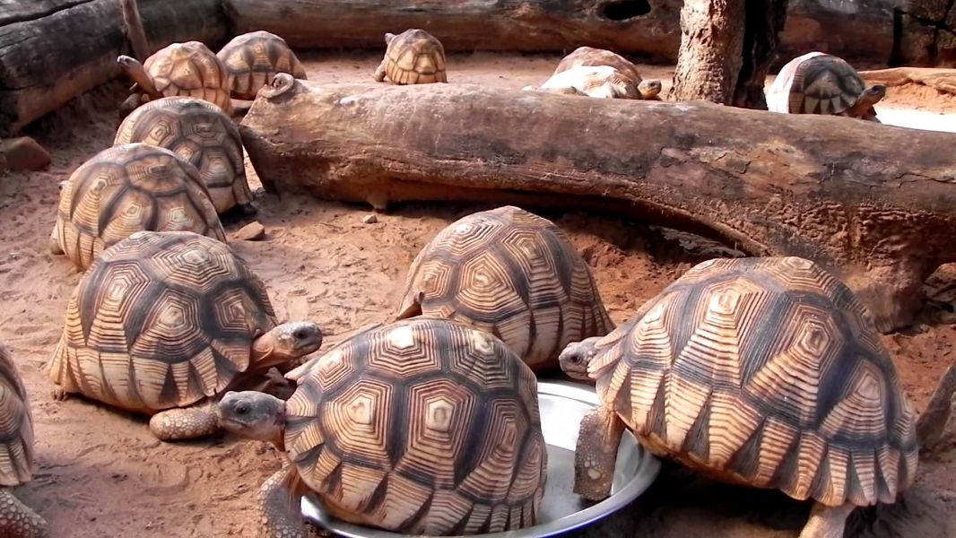 Sano tartaruga radiata Geochelone in vendita  (T. hermanni boettgeri)  (T. graeca ibera (T. marginat