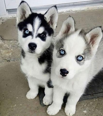 Regalo cuccioli Siberian Husky Maschio e Femmina