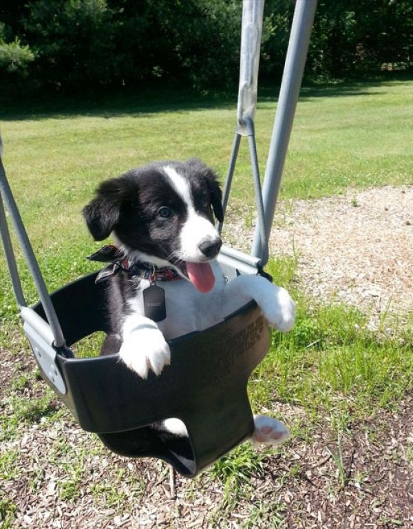 Regalo cuccioli border collie
