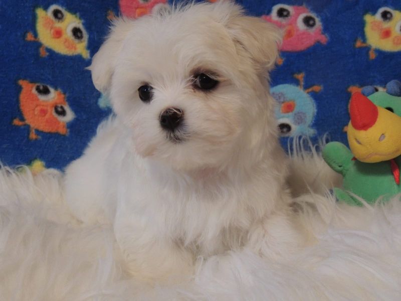 Dolce cuccioli di  maltese toy  in cerca di una nuova casa.