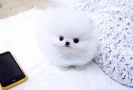 Cuccioli volpino della pomerania con pedigree