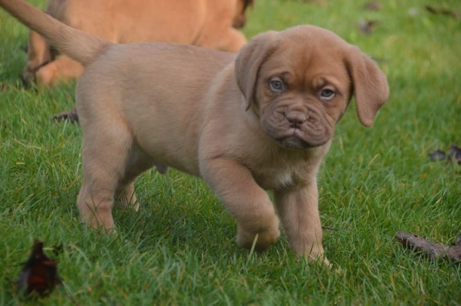 Molto bella e sani  cuccioli di dogue bordeaux  per adozione maschi e femmine disponibili (gratis) 