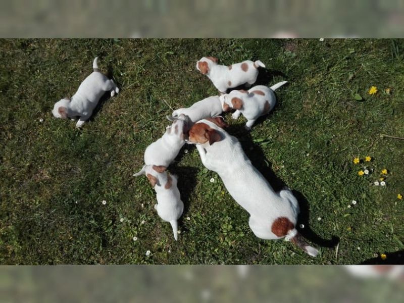 Splendidi Cuccioli jack Russell