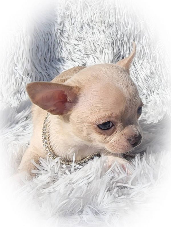 Chihuahua cuccioli introvabili cuccioli di Chihuahua  (marieiris783@gmail.com)