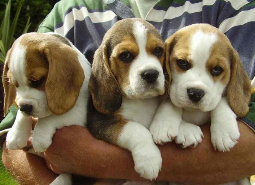 Beagle cucciolo con pedigree 