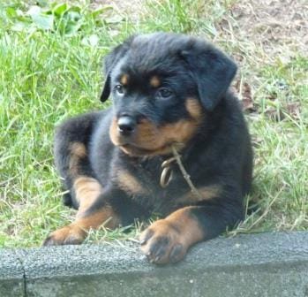 Molto bella e sani cuccioli di ROTTWEILER  per adozione maschi e femmine disponibili (gratis) 