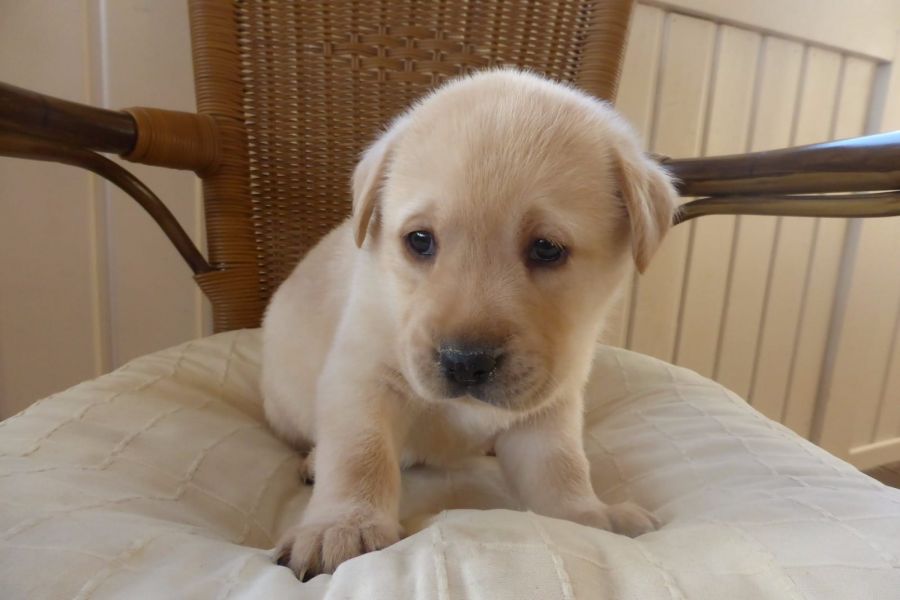 Molto bella e sani cuccioli di labrador per adozione maschi e femmine disponibili (gratis)