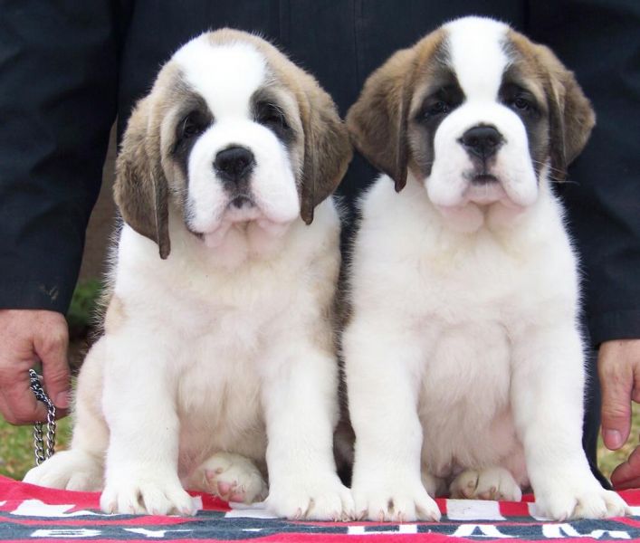 Regalo adorabili cuccioli san bernardo femminucce e maschietti disponibili