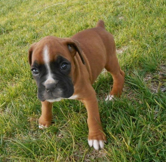 Regalo Cuccioli di Boxer