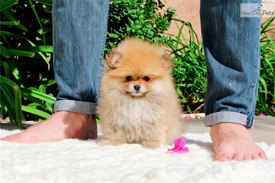  bella e sani cuccioli di volpino pomeranian per adozione 