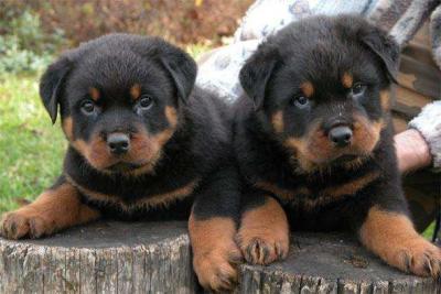 Adorabili cuccioli di rottweiler femminucce e maschietti disponibili per l'adozione gratuita i cucci