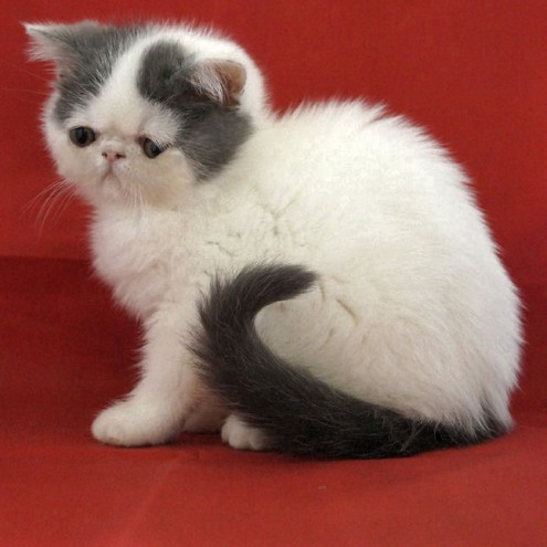 Gattini affettuoso Exotic