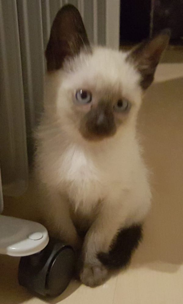 Siamese kitten  ( per regalo )