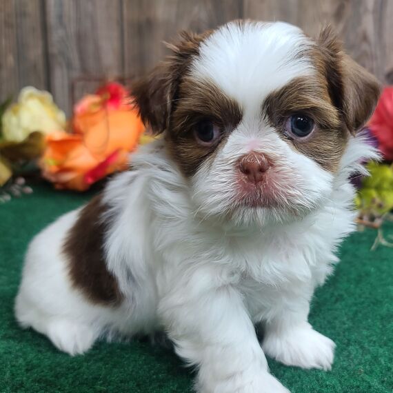 Regarlo Shih Tzu cuccioli  EMAIL (canine.boutique.pro@gmail.com)