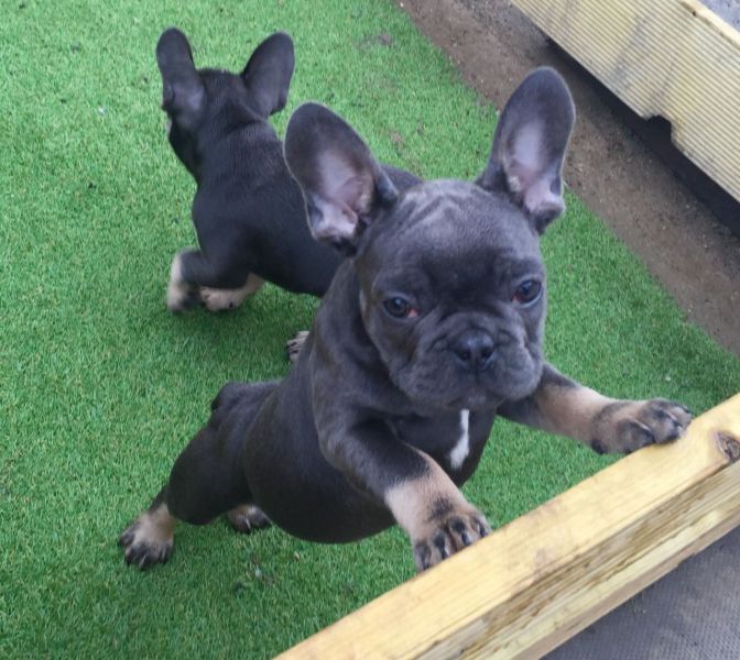  Adorabili cuccioli di Bulldog Francese femminucce e maschietti disponibili per l'adozione gratuita