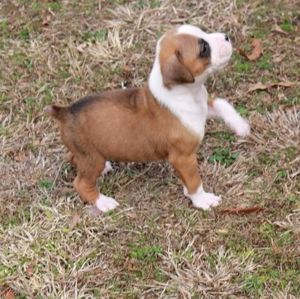 Regalo Cuccioli di Boxer