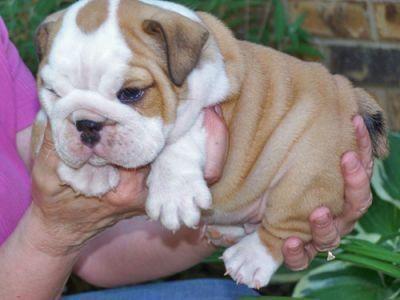 Cuccioli di bulldog versione inglese