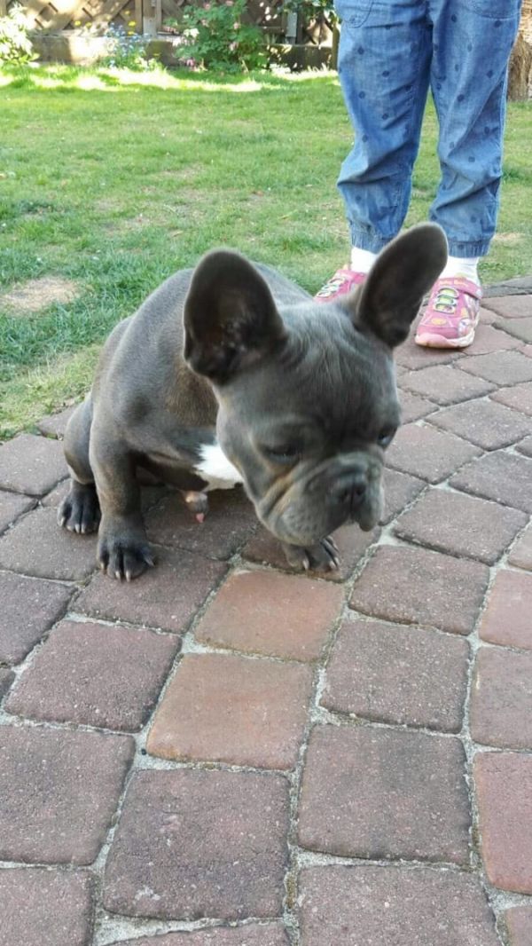 Molto bella e sani cuccioli di bulldog francese per adozione  