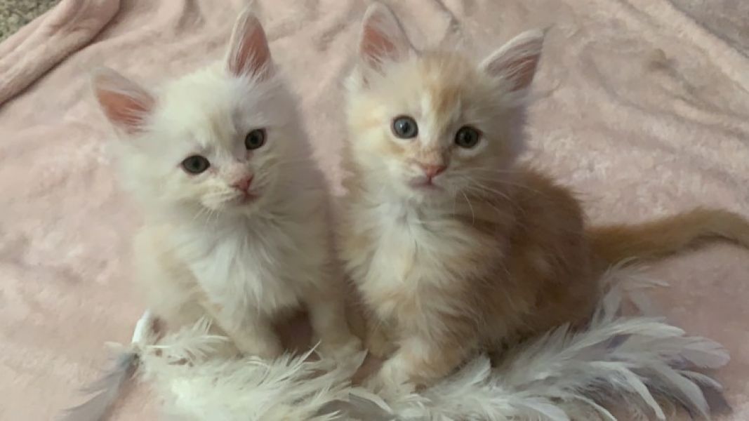 Adorabili maine coon