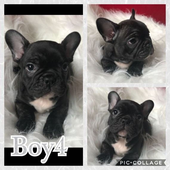 REGALO Cuccioli di Bulldog Francese