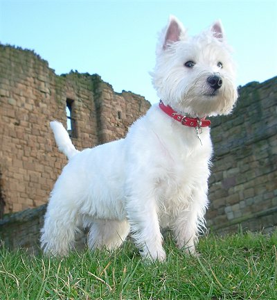 Adorabili cuccioli di West highland femminucce e maschietti disponibili