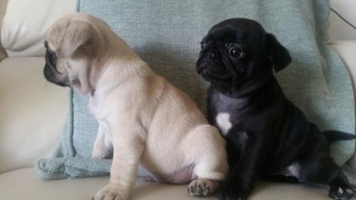Cuccioli carlino disponibili