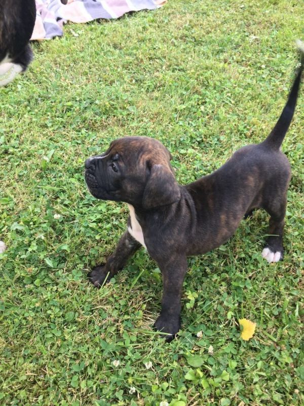 Regalo cuccioli di  boxer disponibili per l'adozione